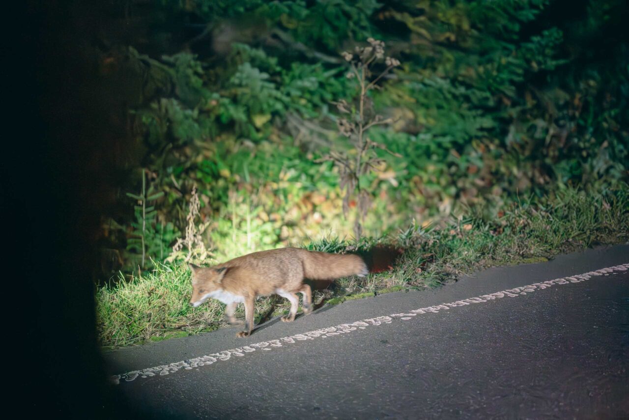 世界自然遺産・知床でのナイトサファリで見つけたキタキツネ