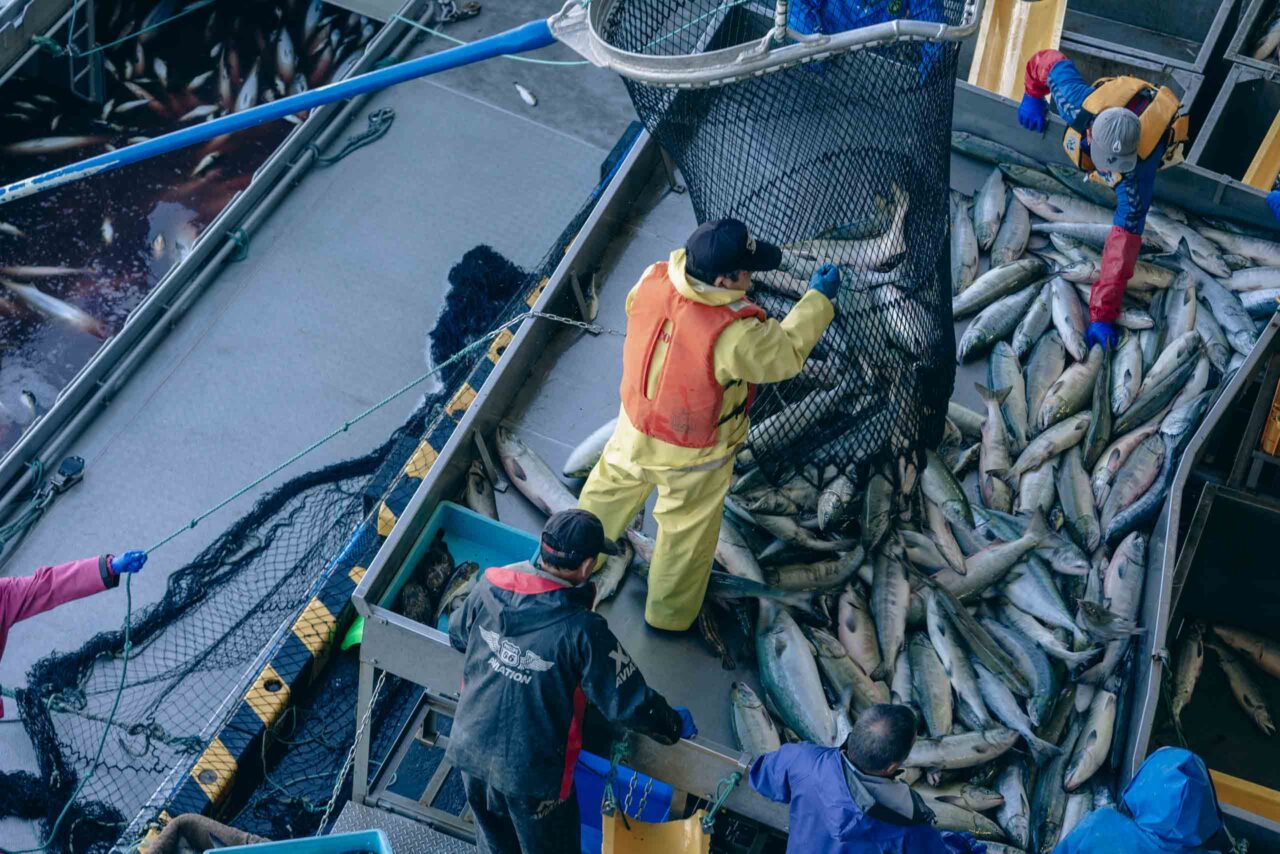 ウトロ漁港の鮭テラスから見るサケ・マスの水揚げ