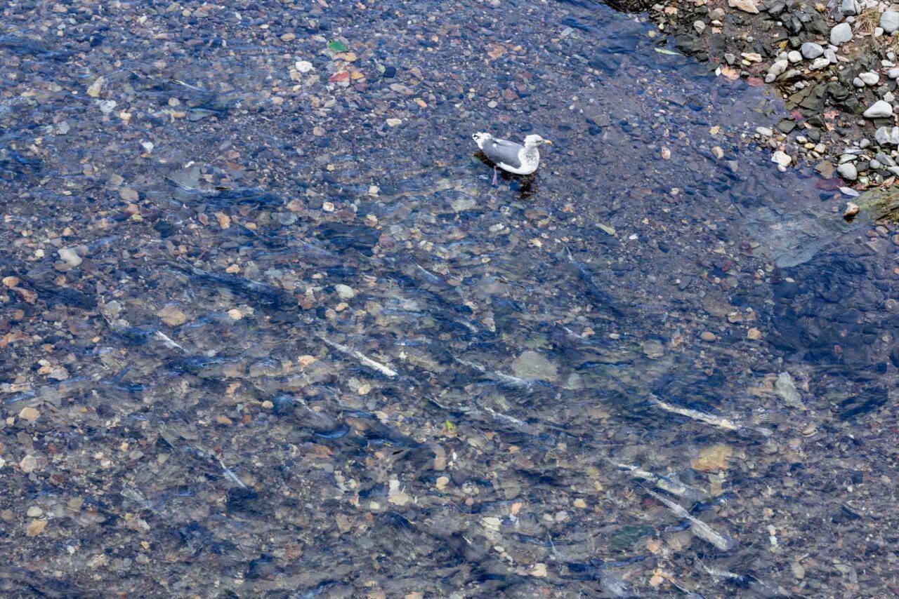 世界自然遺産・知床の川を遡上するサケやマス