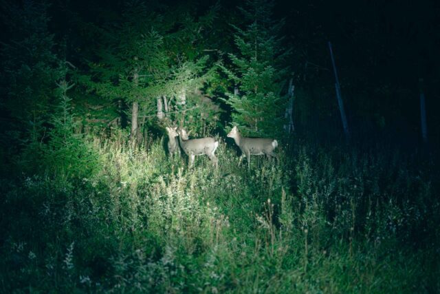 nightsafari-06